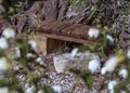 Simple wooden garden bench on background of an old olive tree. Summer rural landscape Royalty Free Stock Photo