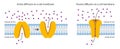 Diffusion Across the Plasma Membrane. Royalty Free Stock Photo