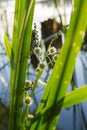 The simplestem bur-reed