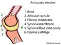 Simplex joint vector. Anatomical atlas