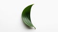 Simplicity of the composition emphasizes the leaf s natural form Royalty Free Stock Photo