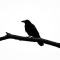 Simplicity of the composition highlights the bird s recognizable Royalty Free Stock Photo