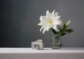 A White Flower and a retro camera in a Vase. Minimalistic, copy space. Royalty Free Stock Photo