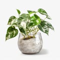 Simplicity at its Best: Marble Queen Pothos on White Background