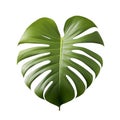 Minimalist Monstera Leaf Art on White Background Royalty Free Stock Photo