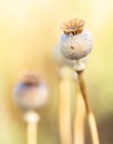 Dry flower buds with defocused background Royalty Free Stock Photo