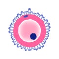 Ovule Medical Illustration