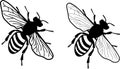 Simplified realistic honey bee - monochrome - two versions of wing delicacy