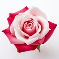 Simplified Symmetry: A Stunning Rose With White And Pink Petals