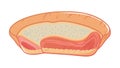 Biological tissue cross-section: simplified anatomical view, vector design Generative AI Royalty Free Stock Photo
