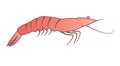 Simplified vector shrimp illustration Royalty Free Stock Photo