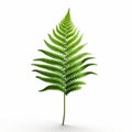 Simplistic Vector Art Of Fern Leaves On White Background