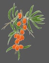 Simply colored branch of sea-buckthorn isolated on gray