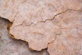 Simply delicious baked flatbreads snack texture as background Royalty Free Stock Photo