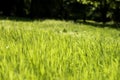 Simply grass