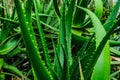 Simply green aloe leave vertical background photo
