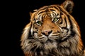 Portrait tiger on the black background Royalty Free Stock Photo