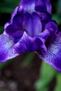 Simply Spectacular Purple Iris Petals Royalty Free Stock Photo