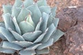 Simply stunning blue Agave