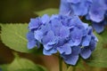 Simply Stunning Blue Hydrangea Blossoms Flowering in the Summer Royalty Free Stock Photo