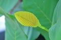 Simpoh ayer (Dillenia) new leaf Royalty Free Stock Photo