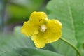 Simpoh Ayer Yellow Flower with Ants Royalty Free Stock Photo