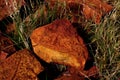 Simpson Desert Fossils