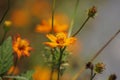 Sims Azalea flowers blossoming under the sun Royalty Free Stock Photo