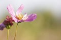 Sims Azalea flowers blossoming under the sun Royalty Free Stock Photo