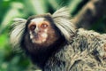 Simulation of oil painting with photograph of a Marmoset Monkey in the Brazilian forest