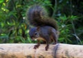 Simulation of oil painting with photograph of a squirrel in the Brazilian forest