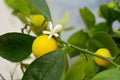 Simultaneous flowering and fruiting Citrofortunella microcarpa