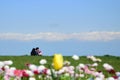 Sinagi, Georgia, a family walks in the blue sky and white clouds beautiful flowers.