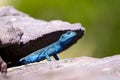 Sinai Agama, Pseudotrapelus sinaitus. The Asir Mountains, Saudi Arabia