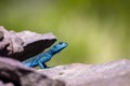 Sinai Agama, Pseudotrapelus sinaitus. The Asir Mountains, Saudi Arabia