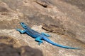 Sinai Agama, Pseudotrapelus sinaitus. The Asir Mountains, Saudi Arabia