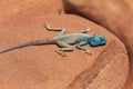 The Sinai agama Pseudotrapelus sinaitus, formerly Agama sinaita