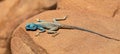 The Sinai agama Pseudotrapelus sinaitus, formerly Agama sinaita