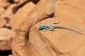 The Sinai agama Pseudotrapelus sinaitus, formerly Agama sinaita