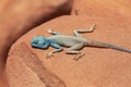 The Sinai agama Pseudotrapelus sinaitus, formerly Agama sinaita