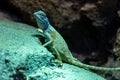 Sinai agama Pseudotrapelus sinaitus, formerly Agama sinaita on a rock at night jumping off Royalty Free Stock Photo