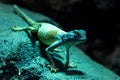 Sinai agama Pseudotrapelus sinaitus, formerly Agama sinaita on a rock at night jumping off Royalty Free Stock Photo