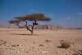 Sinai desert with sand and sun under blue sky in december with t Royalty Free Stock Photo