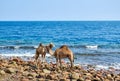 Two camels stand huddled together on the shore of the Red Sea