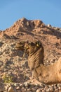 A trip to sinai desert Royalty Free Stock Photo