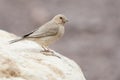 Sinairoodmus, Sinai Rosefinch, Carpodacus synoicus