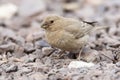 Sinairoodmus, Sinai Rosefinch, Carpodacus synoicus