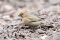 Sinairoodmus, Sinai Rosefinch, Carpodacus synoicus