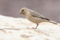 Sinairoodmus, Sinai Rosefinch, Carpodacus synoicus