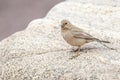 Sinairoodmus, Sinai Rosefinch, Carpodacus synoicus